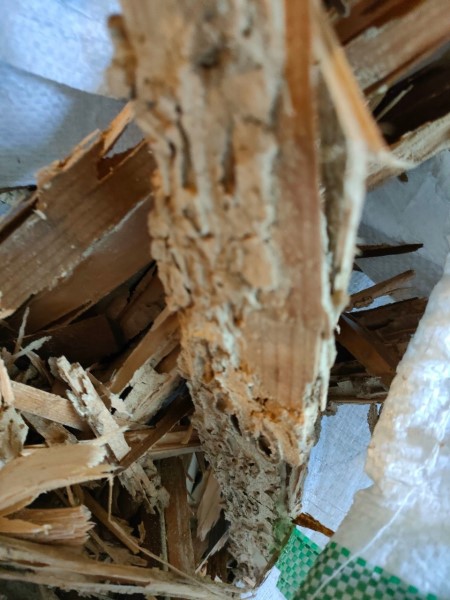 シロアリに食べられてボロボロになった木材