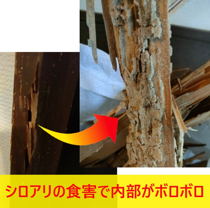 熊本市東区でシロアリ被害を受けていた玄関戸枠の交換工事｜シロアリの食害で内部がボロボロに！シロアリ被害のサインもご紹介します
