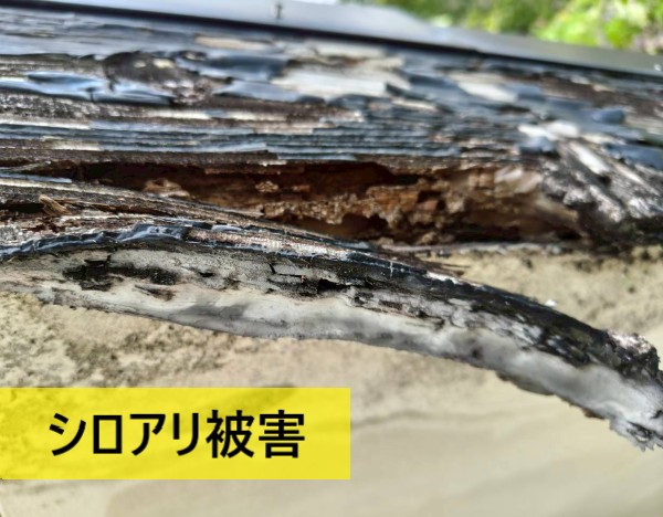 シロアリ被害を受けた破風板