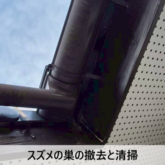 スズメの巣の撤去と清掃を行いました