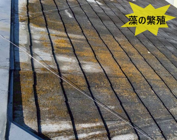スレート屋根に藻が繁殖している