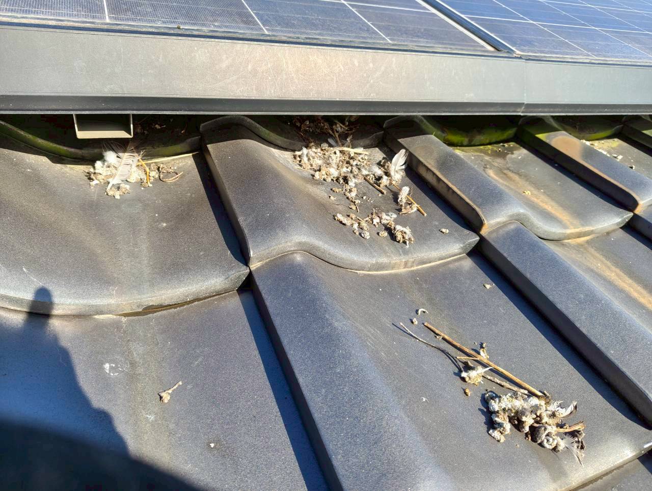 熊本市西区で太陽光パネル下の鳩の巣調査！効果的な防鳥対策をご提案