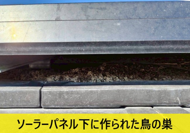 ソーラーパネル下のに作られた鳥の巣