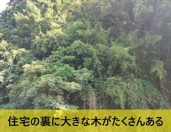 住宅の裏に大きな木がたくさんある