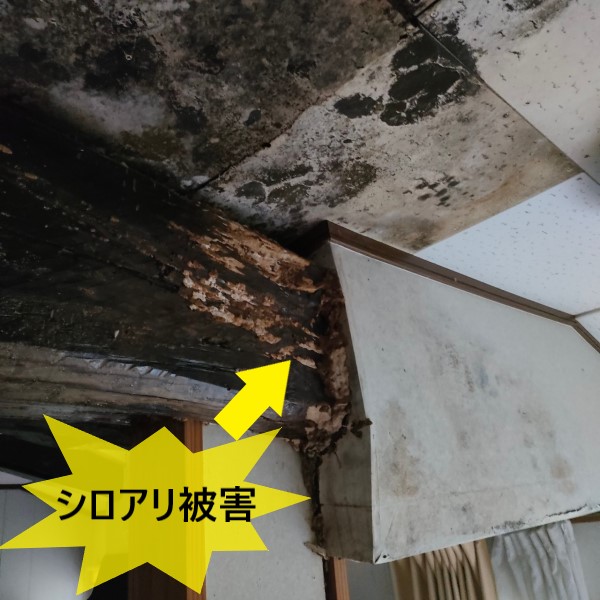 天井の雨漏りで梁にシロアリ被害