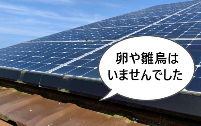 太陽光パネルの鳩の巣に卵や雛鳥はいませんでした