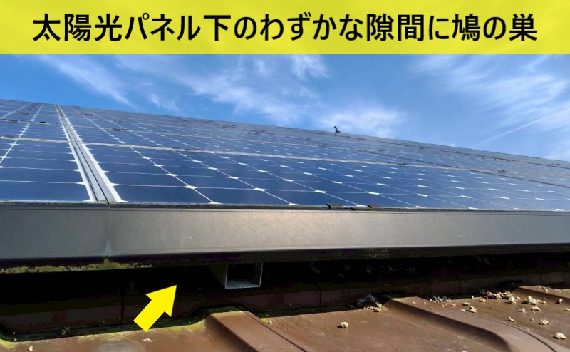 阿蘇市 太陽光パネル下に鳩の巣でお悩み｜防鳥カイトでは効かない鳥被害を解決へ