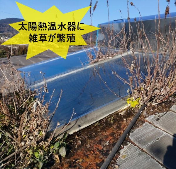 太陽熱温水器の周辺に雑草が繁殖している