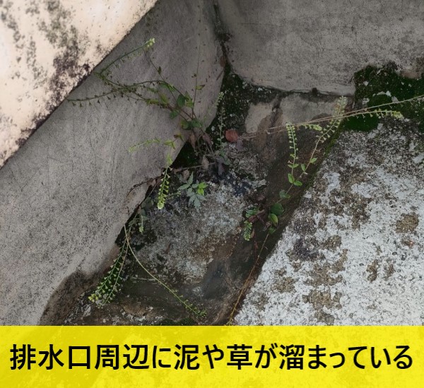 屋上の排水口周辺に泥や草が溜まっている