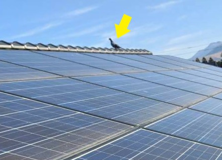 屋根に乗っている鳩