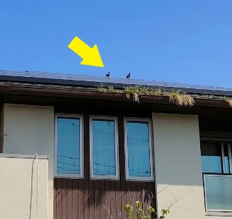 屋根に鳩が乗っている