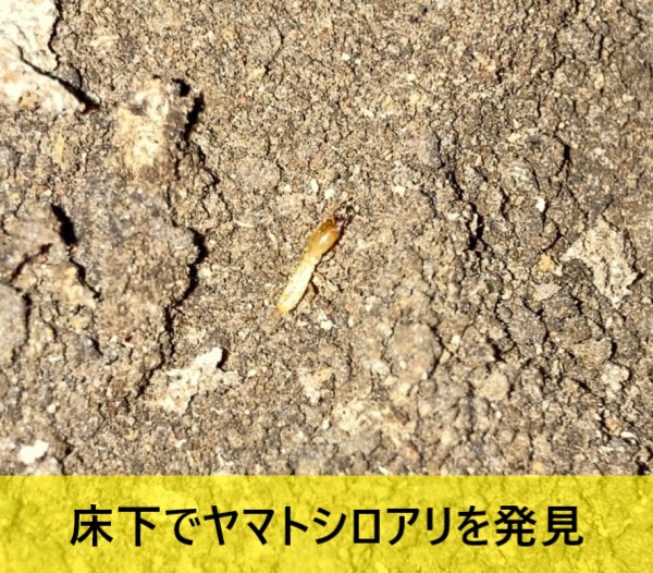 菊池郡大津町でシロアリ防蟻処理の見積り依頼があり現地調査｜暖かくなるとシロアリ被害も増えます