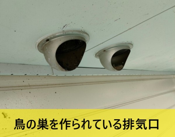 熊本市東区で壁の通気口に鳥が住み着き屋根に糞の被害！鳥獣保護法で巣の撤去がすぐにできません