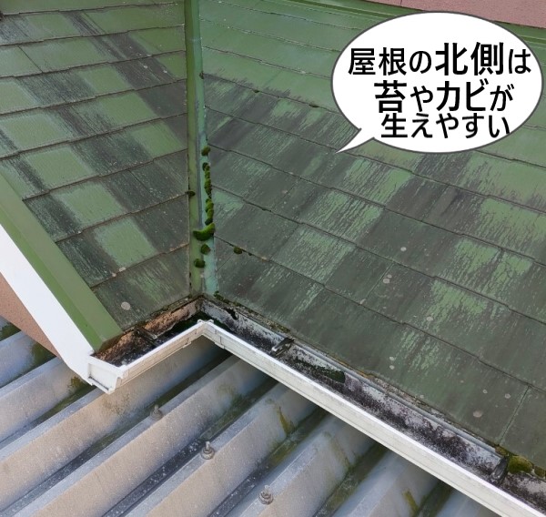 日当たりの悪い屋根の北側は苔やカビが生えやすい