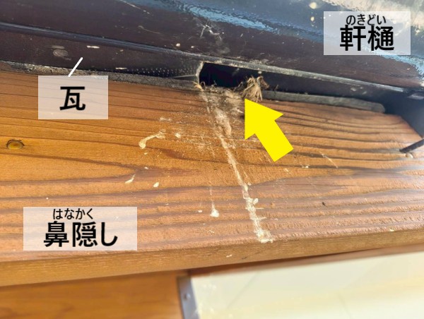 【熊本市北区】玄関庇のスズメの巣対策｜わずか3cmの瓦の隙間をシリコン充填・防鳥ネットでご提案