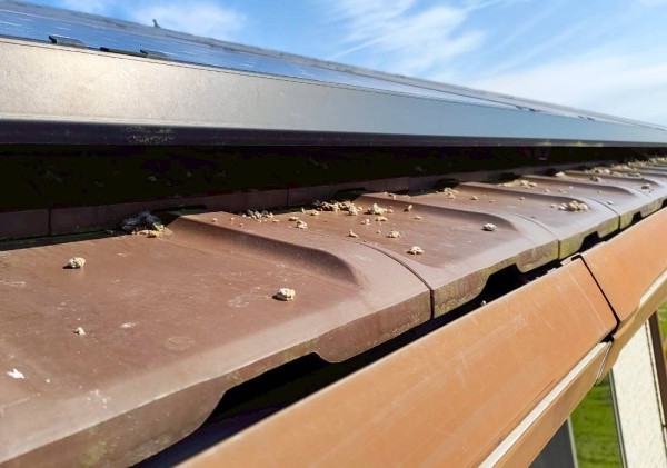 瓦に鳩の糞が溜まっている