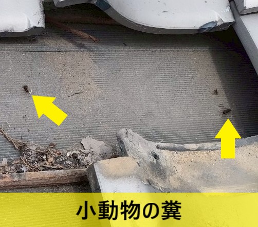 瓦の下に小動物の糞がありました