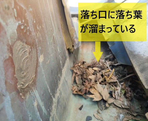 落ち口に落ち葉が溜まっている箱樋