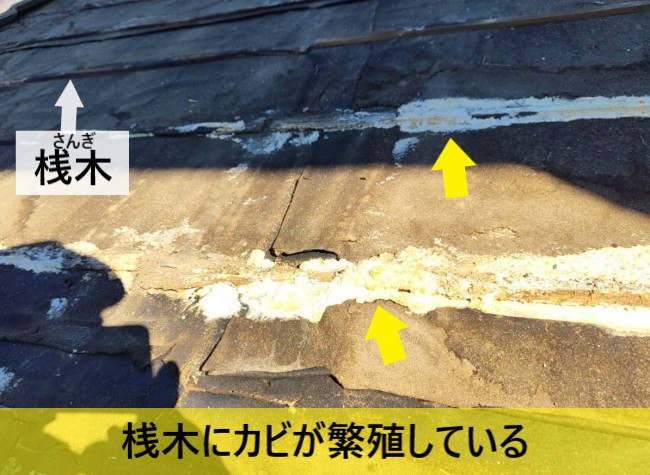 葺き直し工事で桟木にカビが繁殖しているのを発見