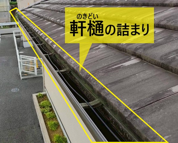 軒樋が詰まって水が滞留している