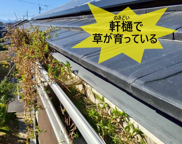 【上益城郡御船町】2階軒樋に生えた草は鳥の巣が根本原因？！雨樋詰まりや鳥の巣は様々なリスクも