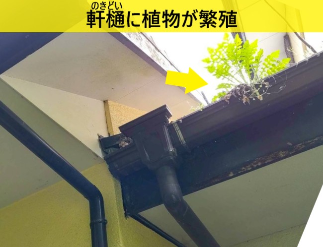 軒樋に植物が繁殖している