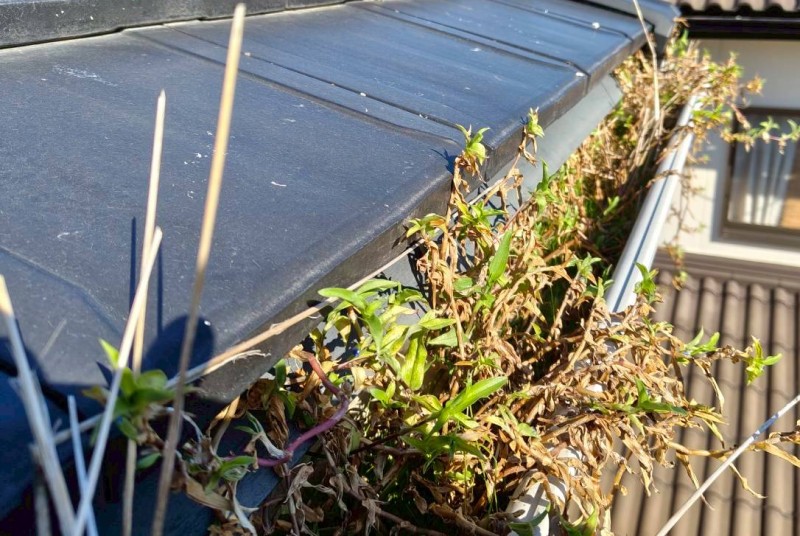 軒樋に草が生えている