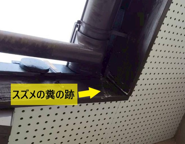 合志市で軒樋のスズメ被害を調査！わずかな隙間を塞いで鳥の巣対策をご提案