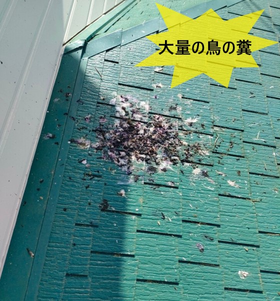 通気口に鳥の巣を作られ、真下のスレート屋根に大量の糞を落とされている