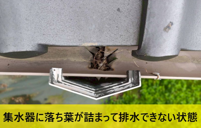 集水器に落ち葉が詰まって雨水が排水できない状態になっている