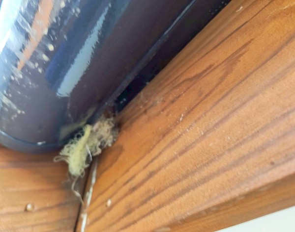雨樋付近に作られたスズメの巣からはみ出した巣材
