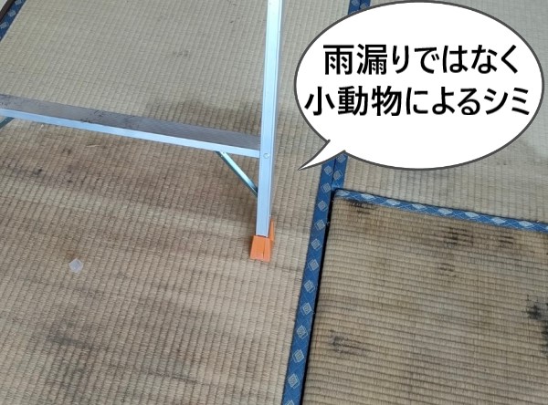 熊本市中央区にて中古住宅にできたシミを点検すると小動物の尿であると判明！シミの原因は雨漏りだけではありません