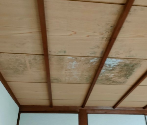 雨漏りで天井にカビが生えている